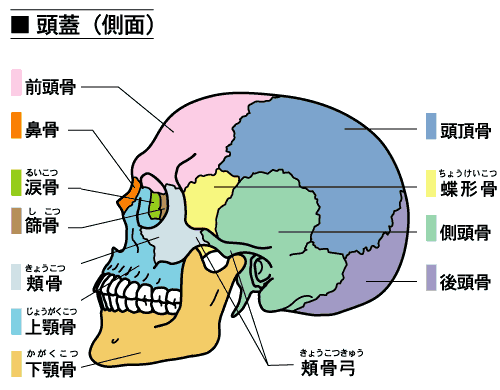 頭蓋骨の構造